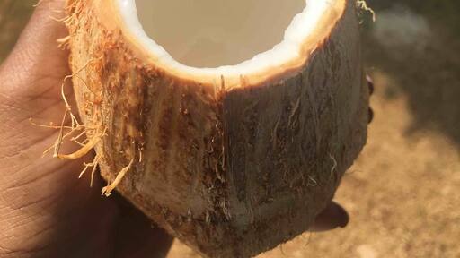 Fresh coconut