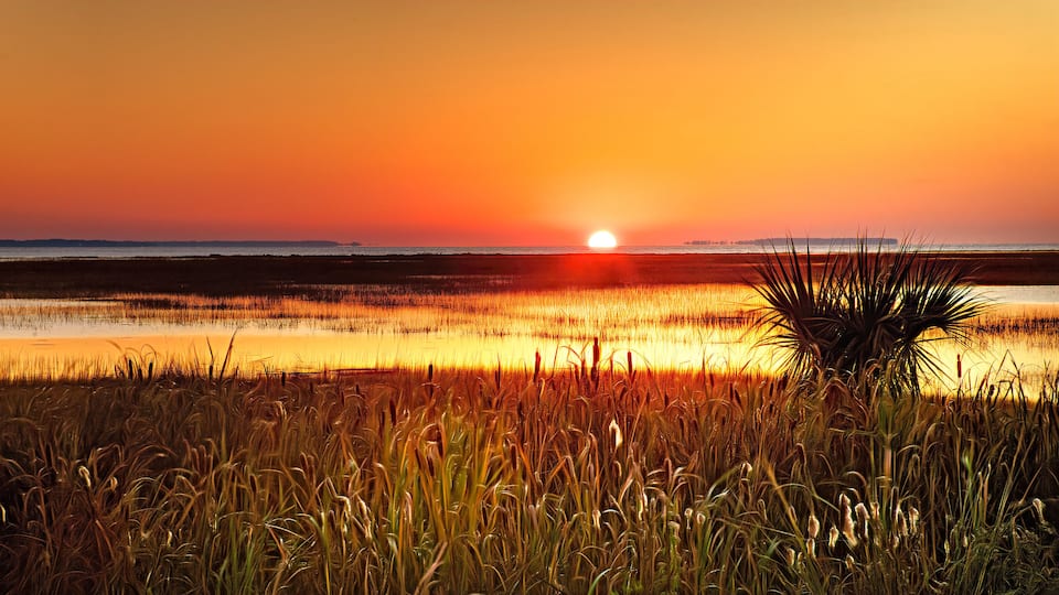 A sunset over a wetland with tall grasses and a palm tree in the foreground.