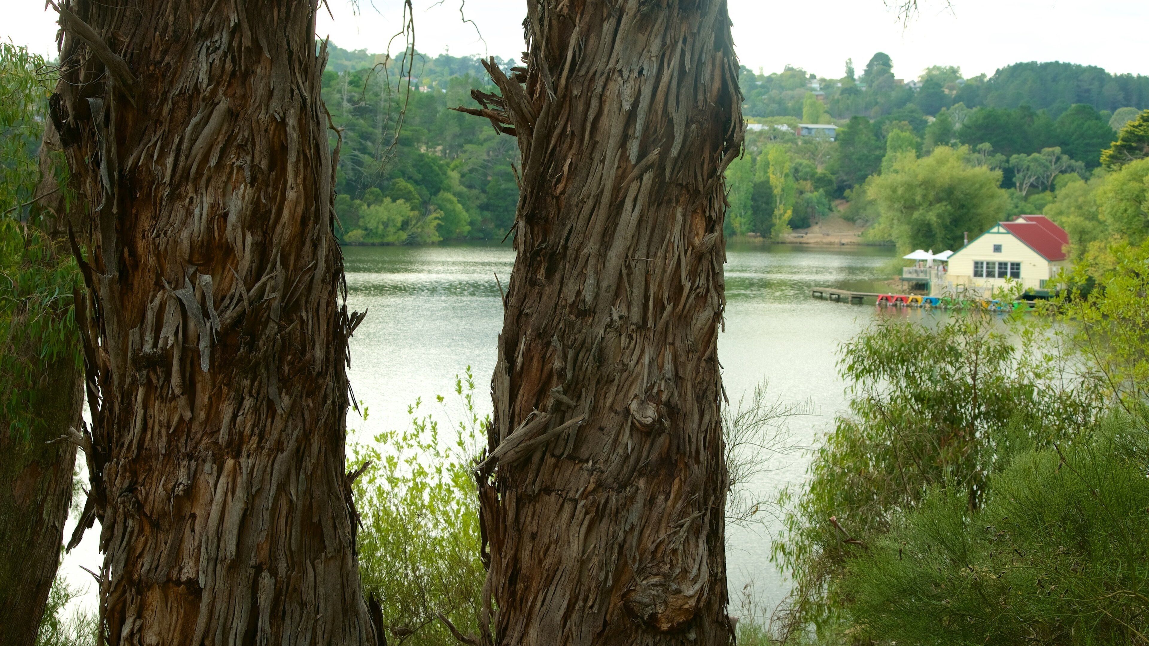 Lake Daylesford featuring a lake or waterhole