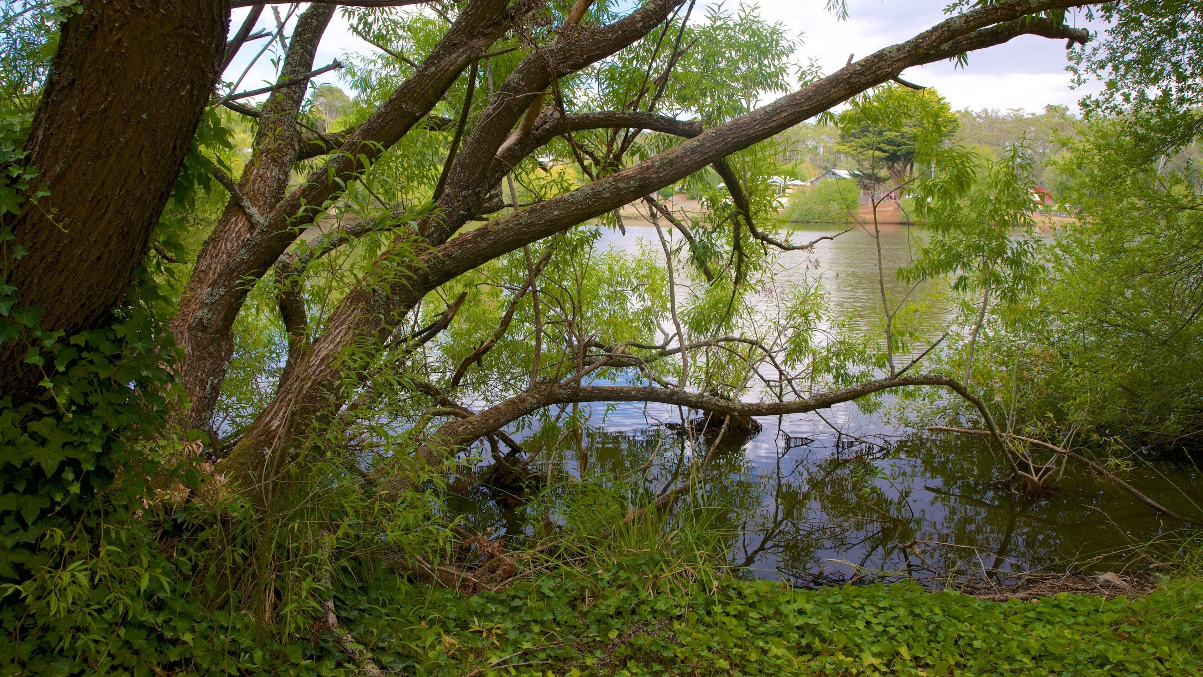 Lake Daylesford which includes mangroves