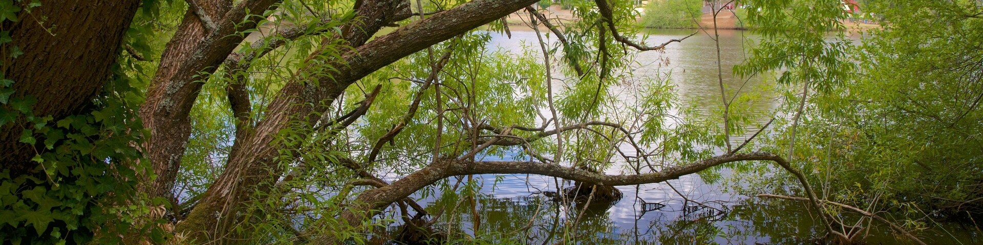 Un lago sereno rodeado de vegetación exuberante y árboles.