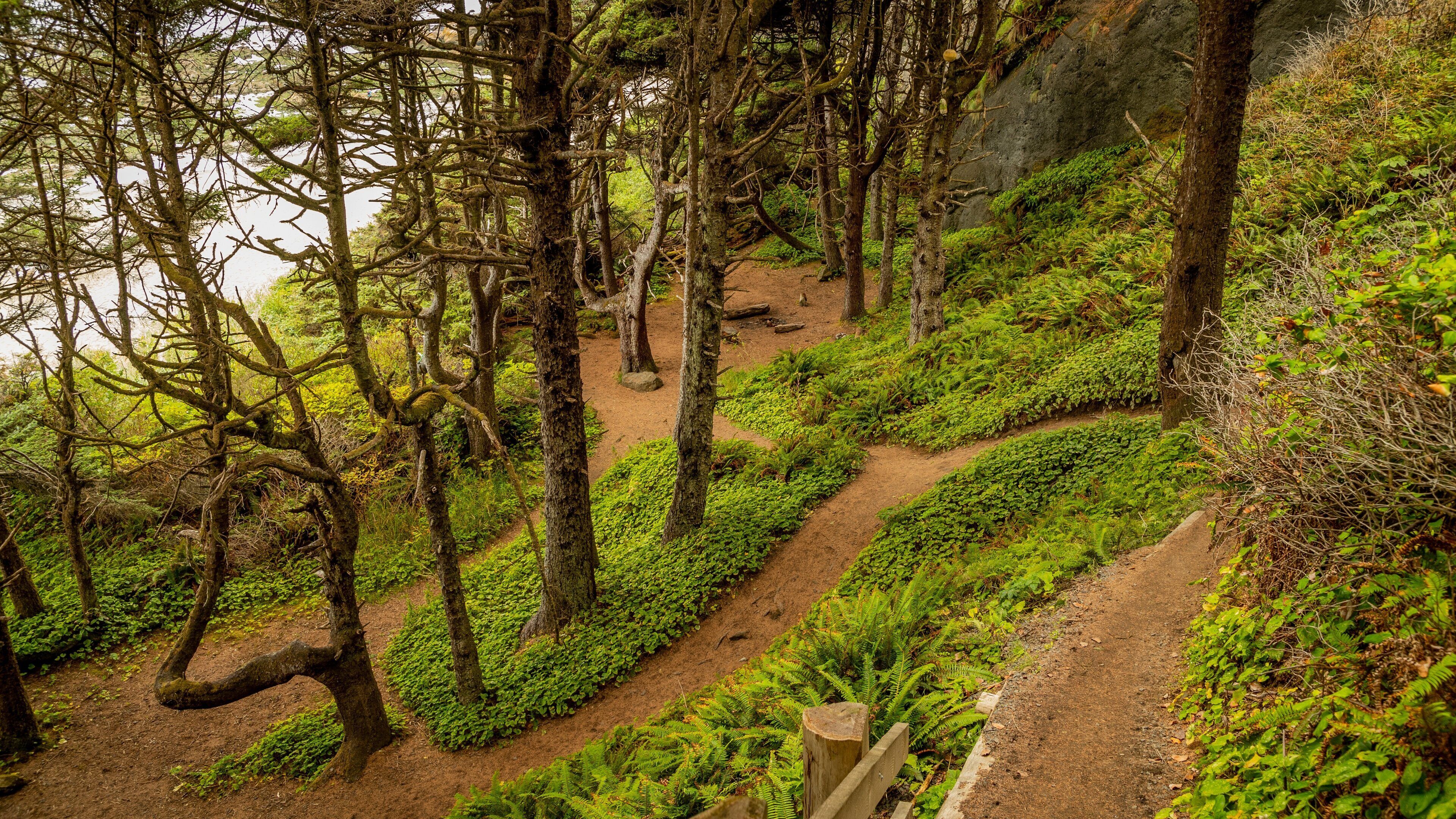 Neah Bay showing forests