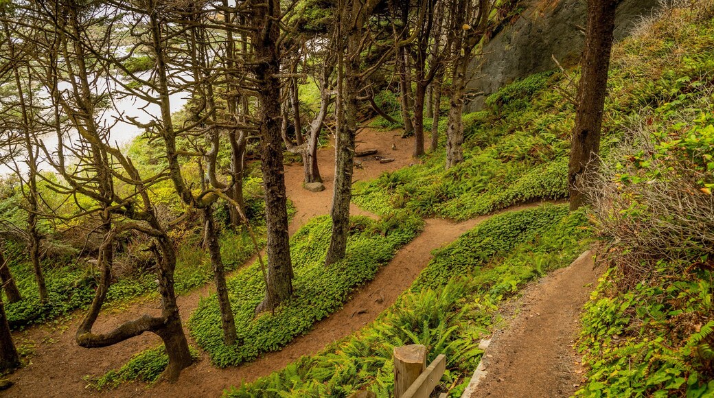 Neah Bay showing forests