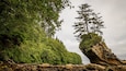 A rocky outcrop with a tree growing on top, surrounded by dense forest.
