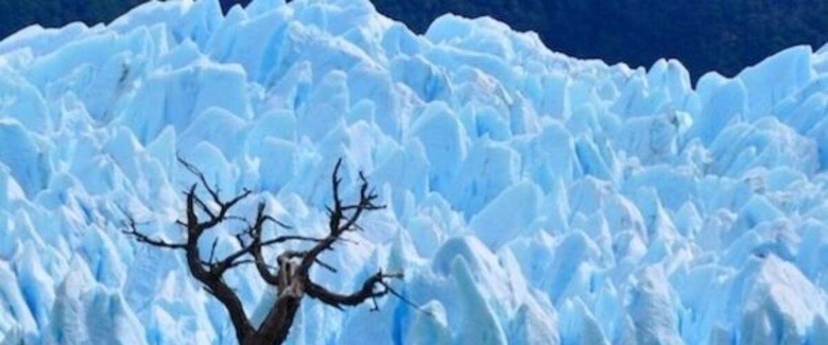 A glacier with a dead tree in the foreground.
