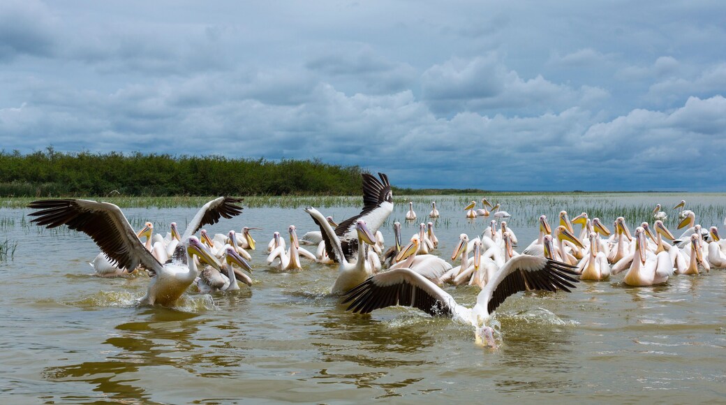 White pelican, Ziway Lake, Oromía, Etiopia, Africa