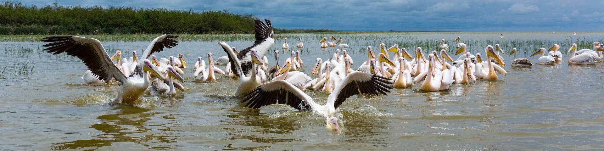 White pelican, Ziway Lake, Oromía, Etiopia, Africa