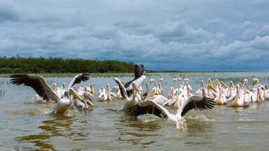 White pelican, Ziway Lake, Oromía, Etiopia, Africa