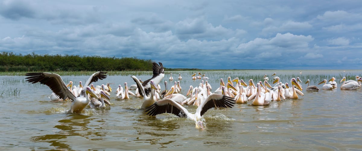 A large flock of pelicans in a body of water with a cloudy sky in the background.