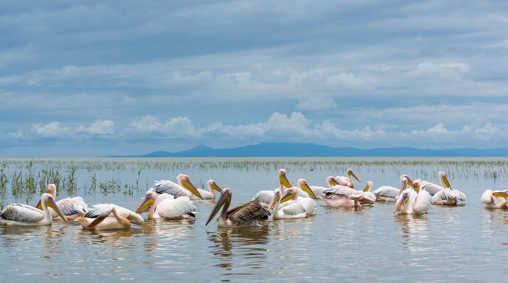 White pelican, Ziway Lake, Oromía, Etiopia, Africa