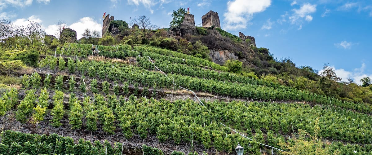 A vineyard on a hillside with a castle ruin.