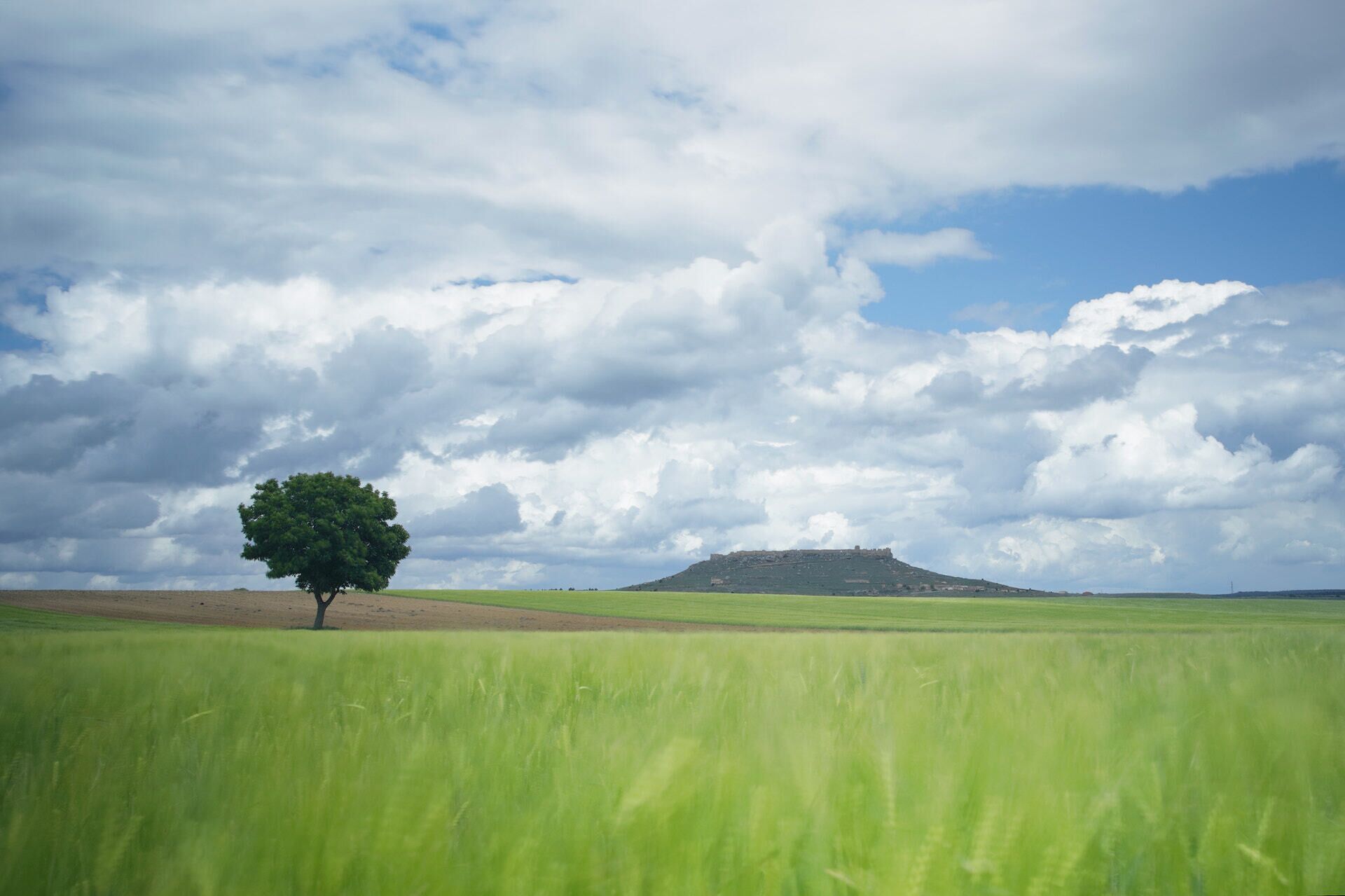 A solitary tree in a vast green field with a hill and castle in the distance under a cloudy sky.