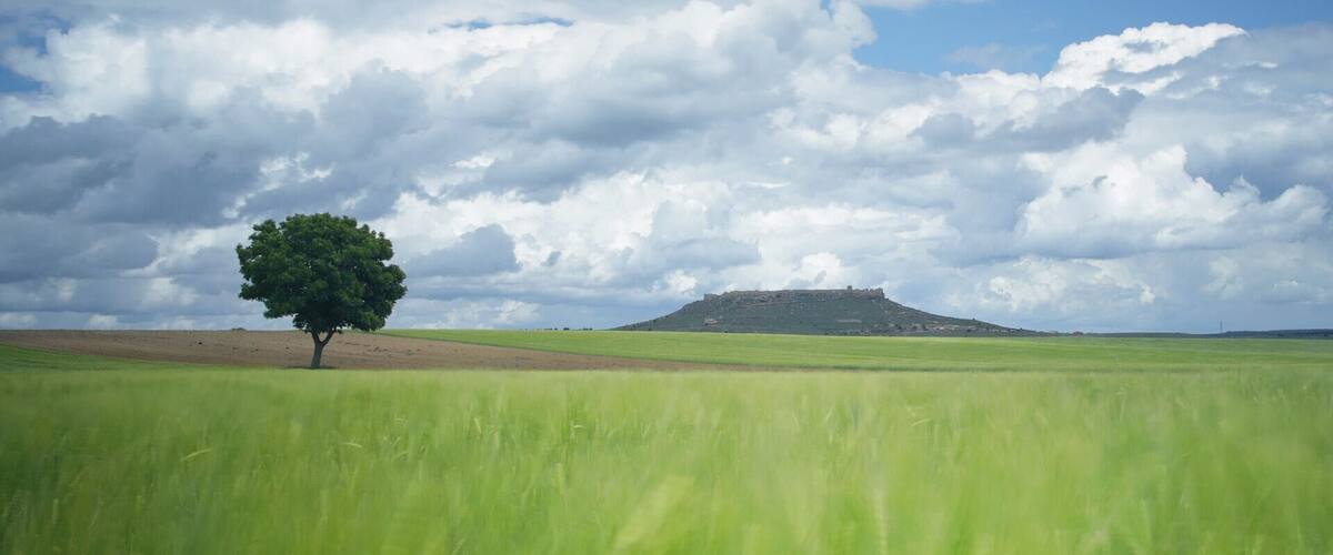 A solitary tree in a vast green field with a hill and castle in the distance under a cloudy sky.