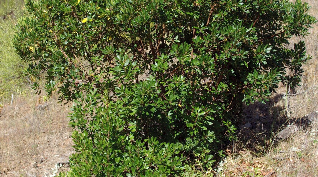 Strawberry Tree (Arbutus unedo). River Selmo, Sil basin. Near Castropetre, LeĂłn (Spain)