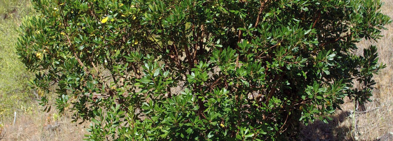 Strawberry Tree (Arbutus unedo). River Selmo, Sil basin. Near Castropetre, León (Spain)