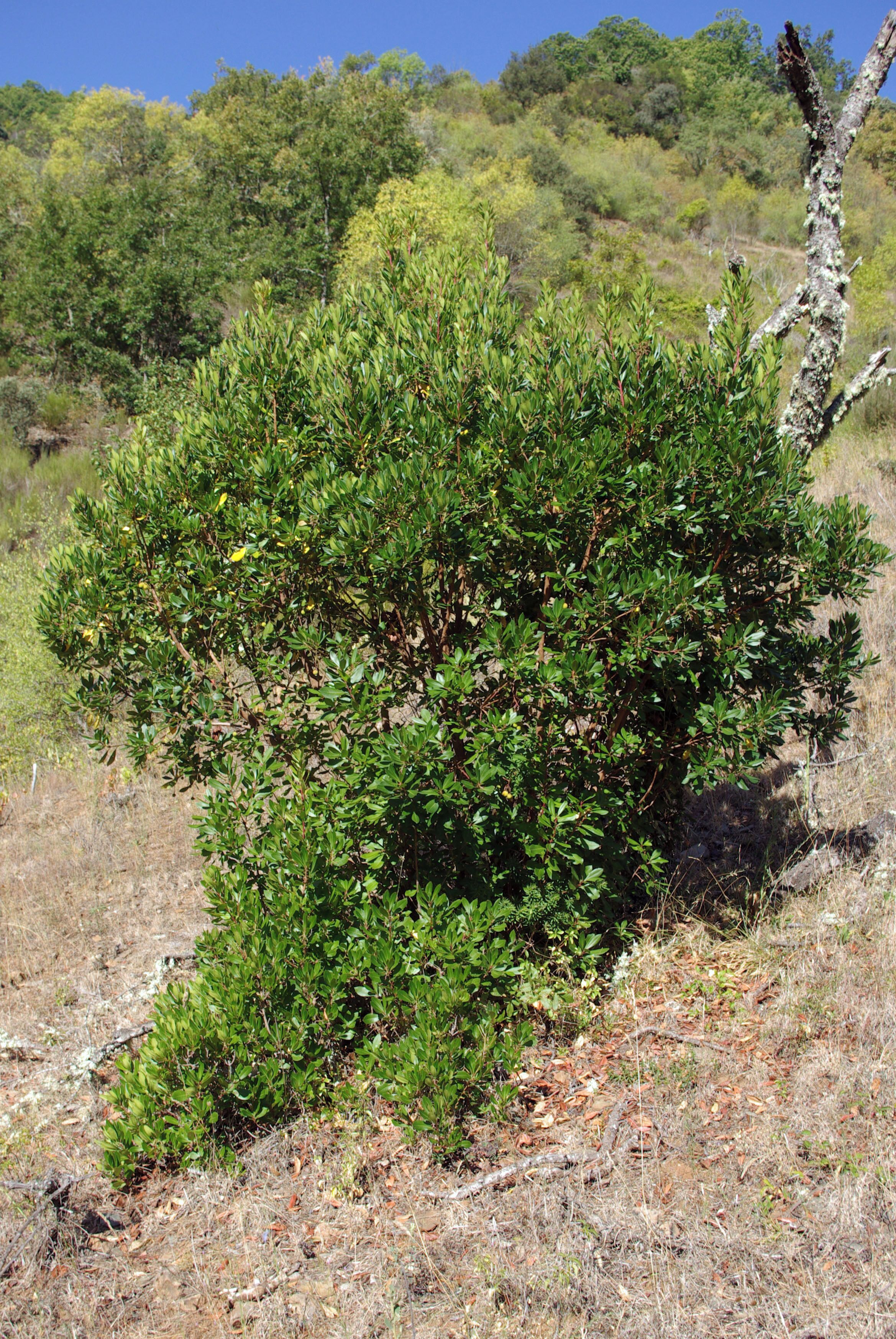 A dense green bush with a dry, leafless tree nearby in a grassy field.