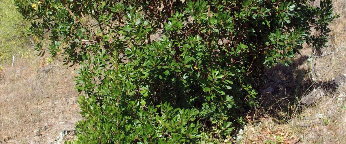 A dense green bush with a dry, leafless tree nearby in a grassy field.
