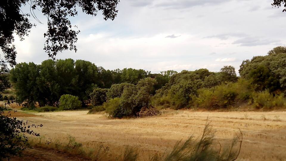 A dry, open field with scattered bushes and trees in the background.