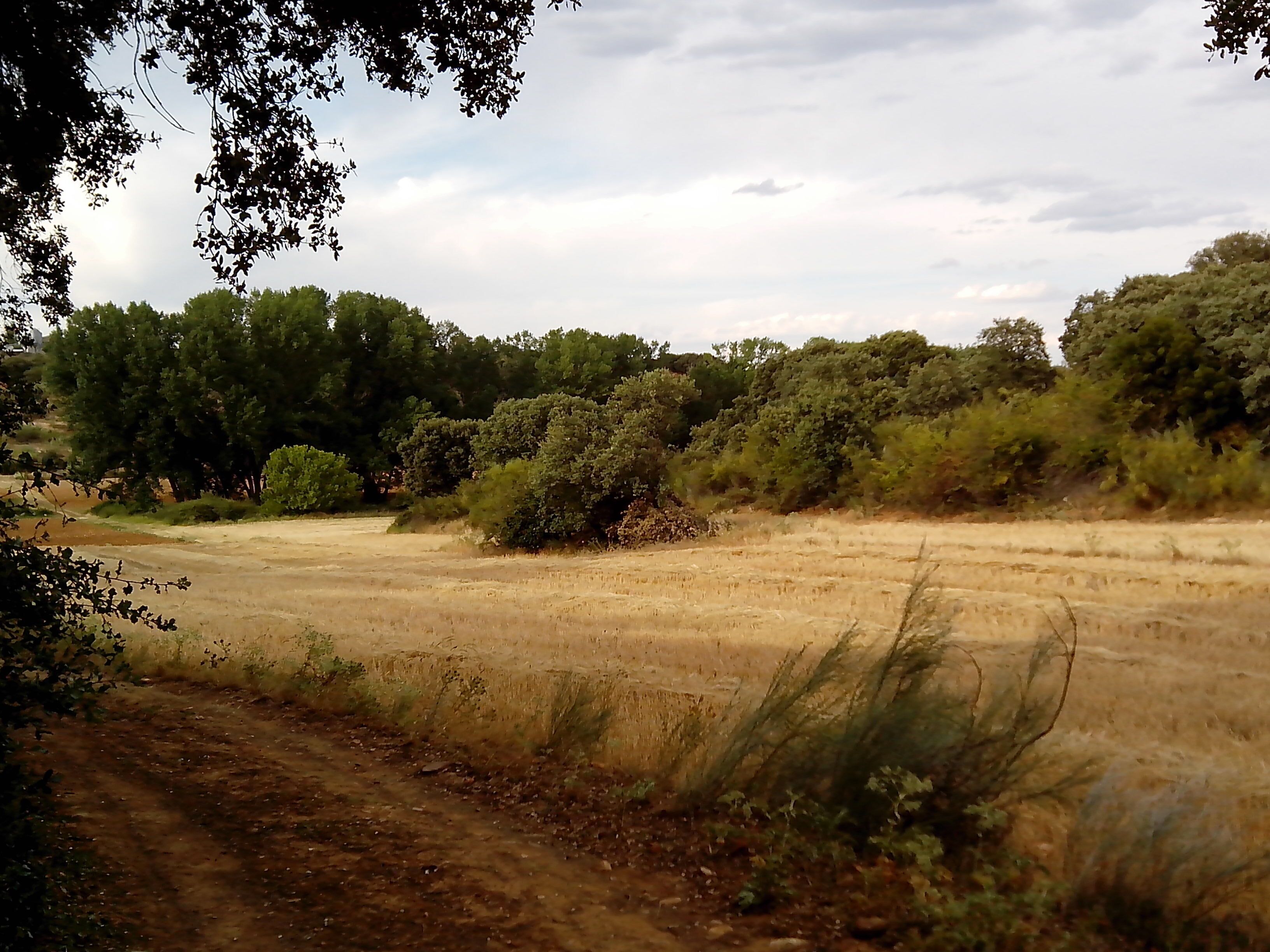 A dry, open field with scattered bushes and trees in the background.
