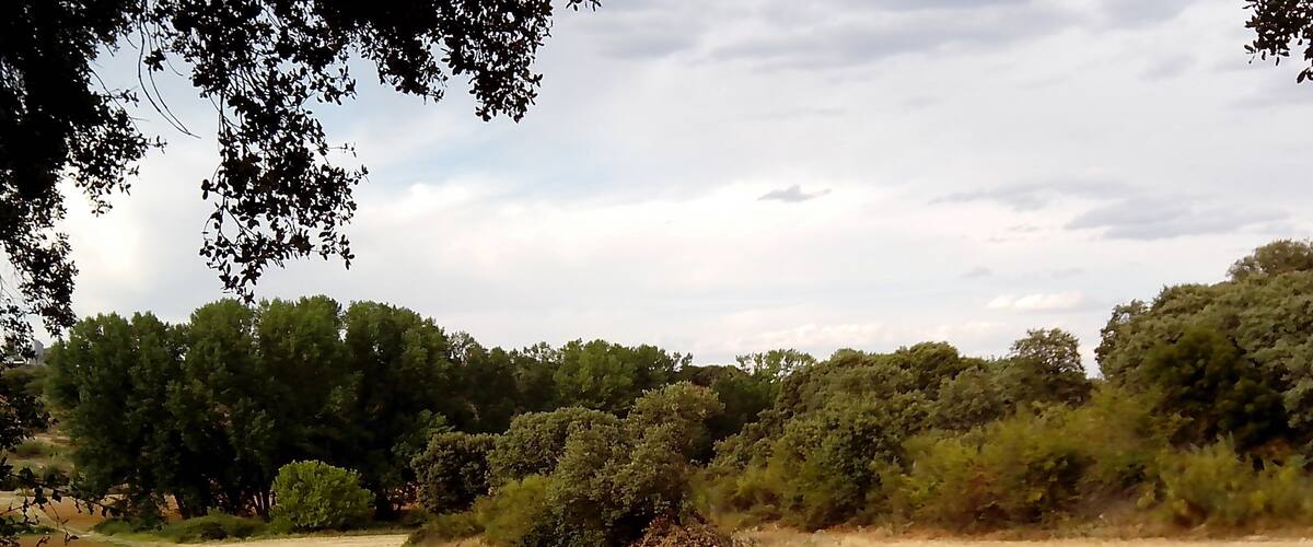 A dry, open field with scattered bushes and trees in the background.
