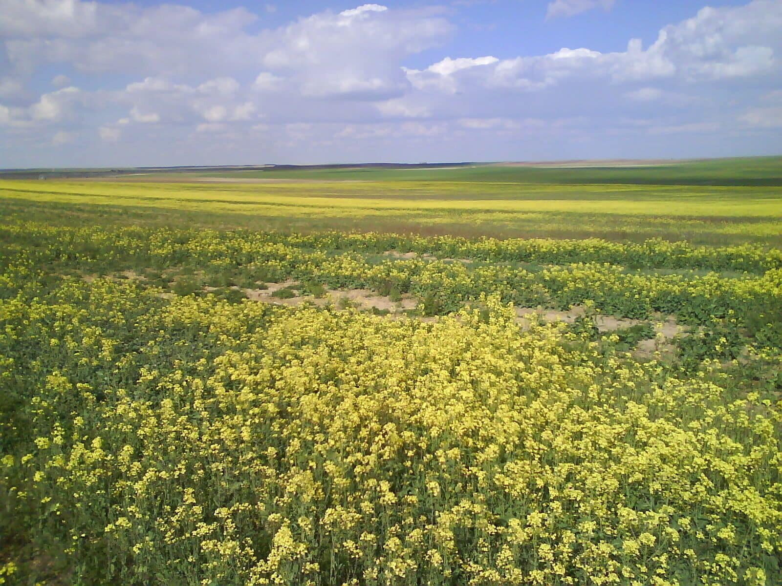 Campos de colza en Palacios Rubios