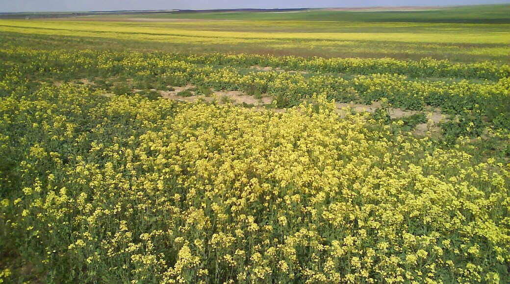 Campos de colza en Palacios Rubios