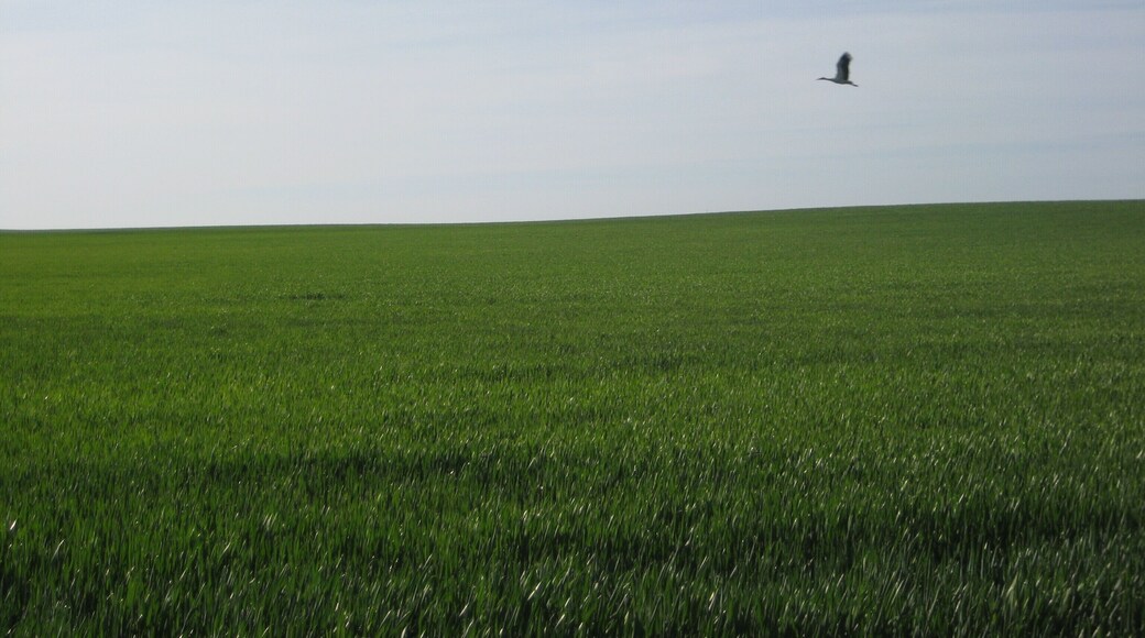 Cigüeña sobrevolando campo de cereal