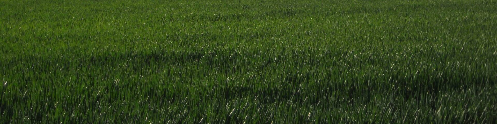 Cigüeña sobrevolando campo de cereal