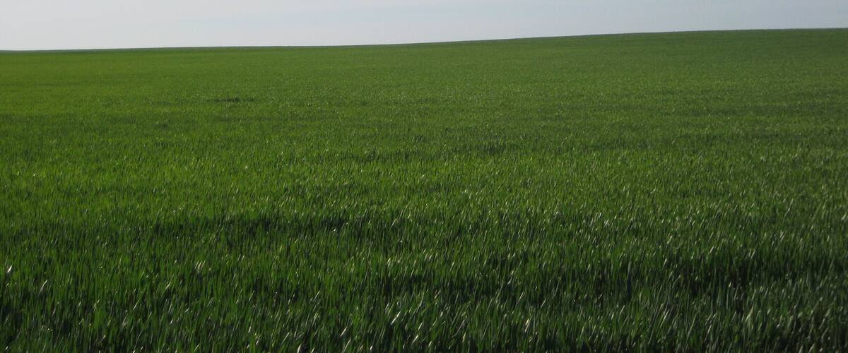 A vast green field under a clear sky with a bird flying in the distance.