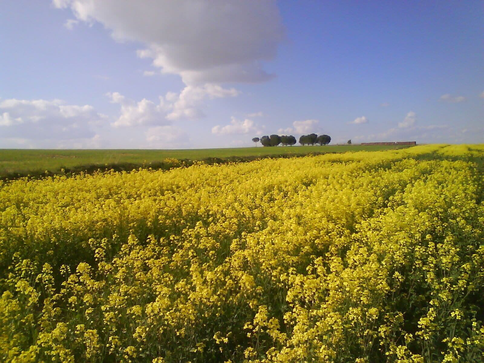 Colza en el Alto del Aguila