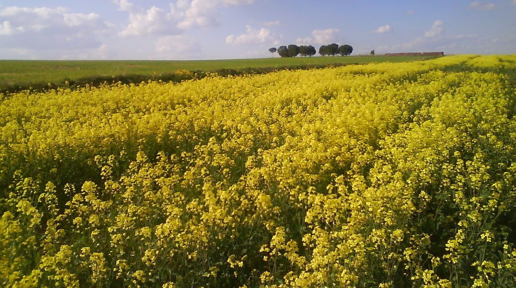 Colza en el Alto del Aguila