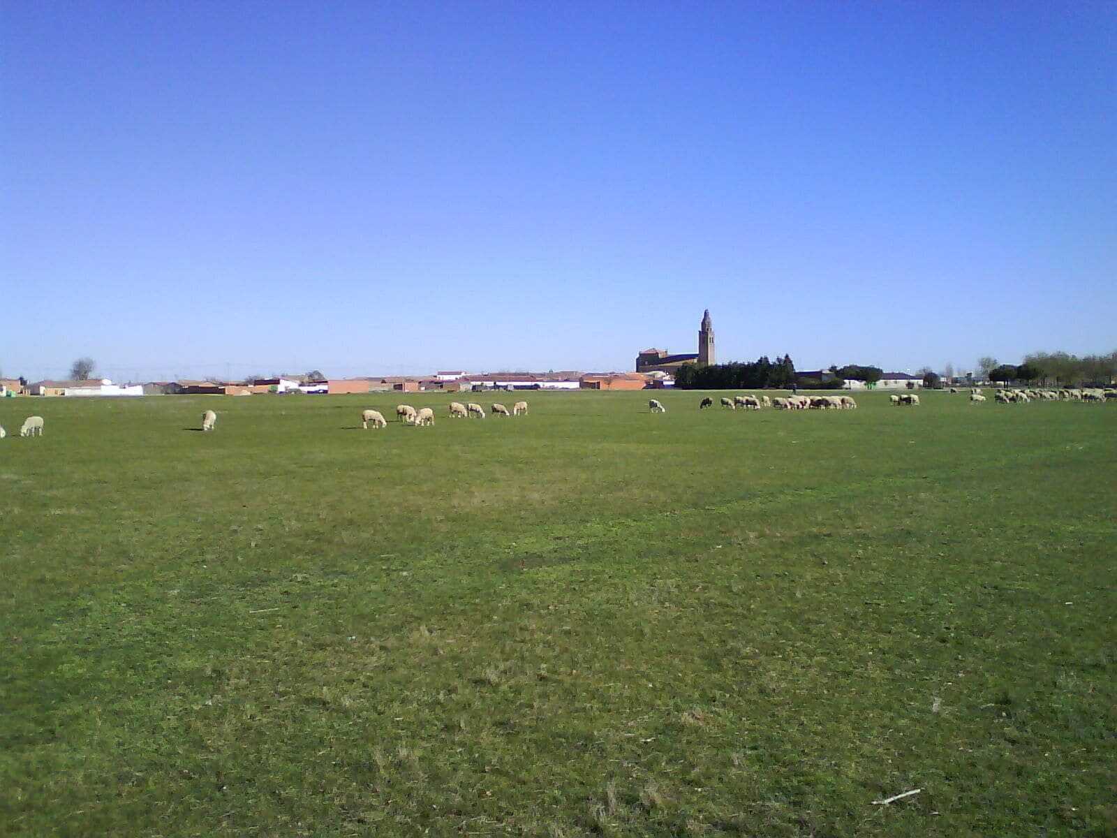 Ovejas pastando en el "Prao"