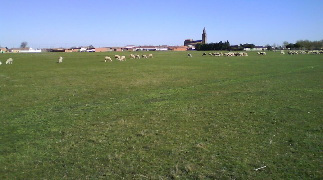 Ovejas pastando en el "Prao"