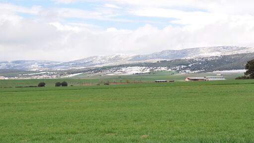Campos de cebada en el Valle de Amblés, Ávila, España.