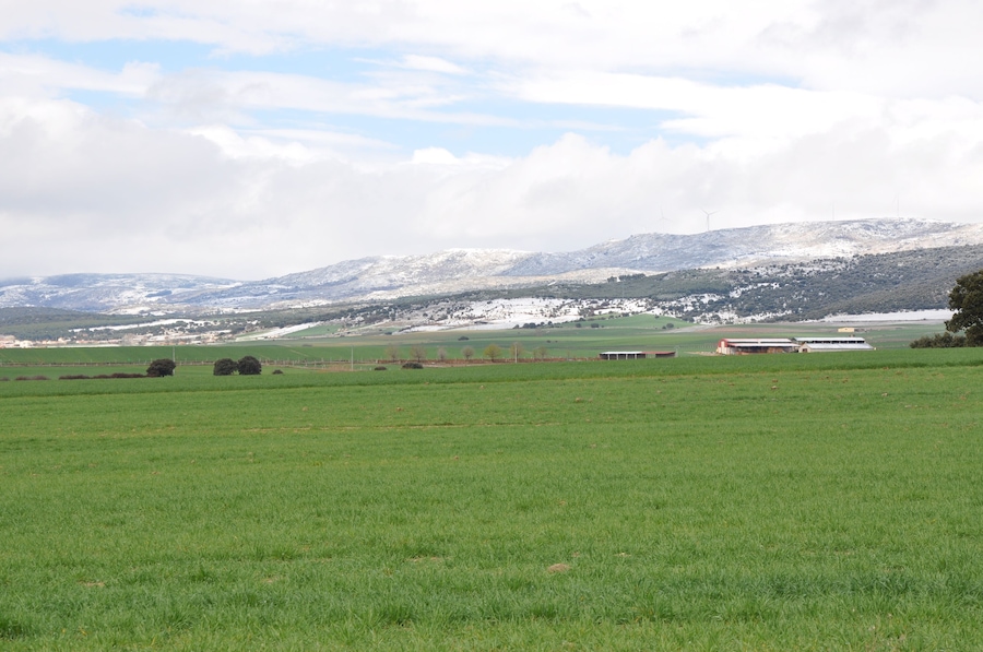 A green field with a barn and wind turbines in the distance.