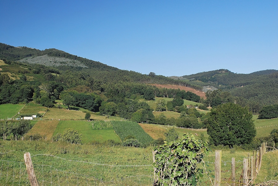 Heuvelachtig landschap, een dicht bos en een omheind veld.