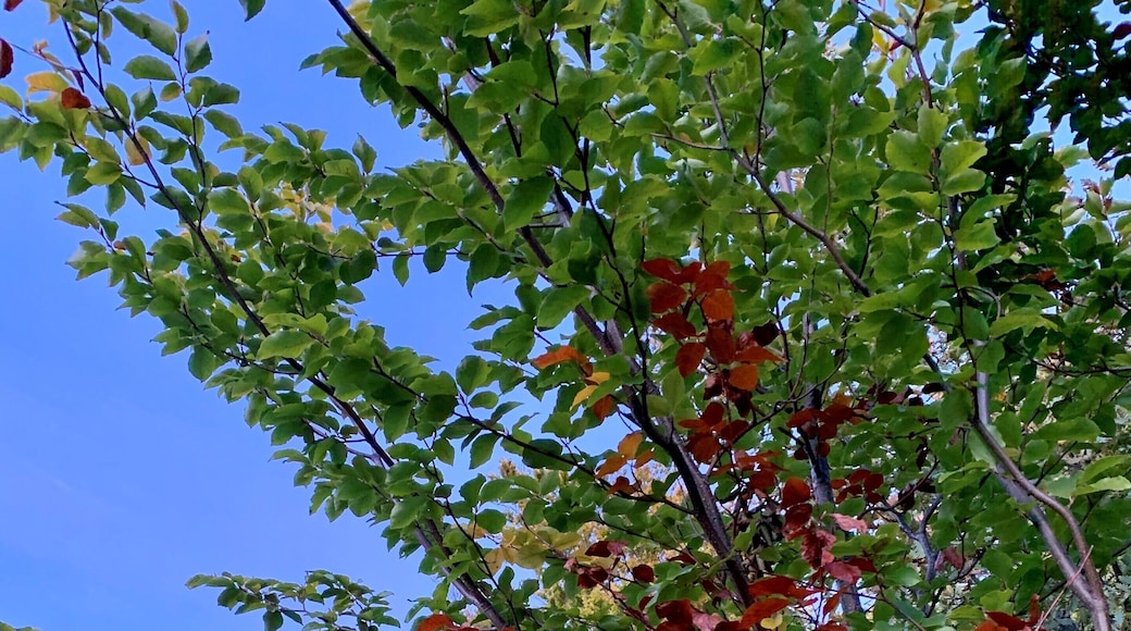 Enjoying the fall!
#LifeAtExpediaGroup #nature #spain FallFoliage