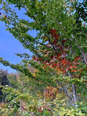 Enjoying the fall!
#LifeAtExpediaGroup #nature #spain FallFoliage