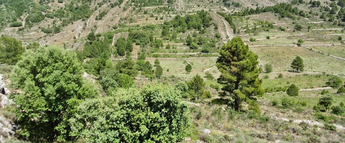A mountainous landscape with terraced fields and scattered trees.