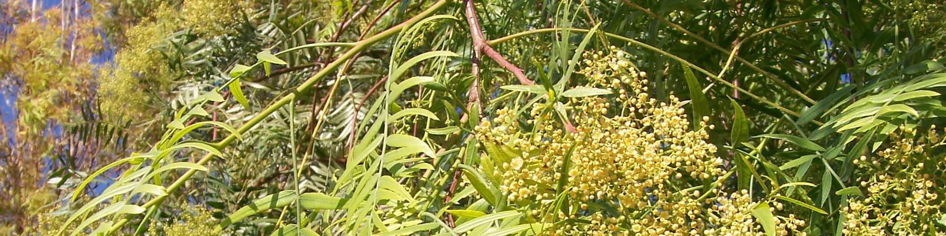 Schinus molle - (Pimentero) - Individuo en antesis. - Ornamental, Poligono Industrial La Granadina, Albatera (Provincia de Alicante, España).