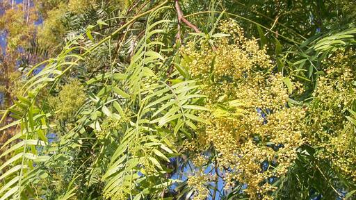 Schinus molle - (Pimentero) - Individuo en antesis. - Ornamental, Poligono Industrial La Granadina, Albatera (Provincia de Alicante, España).