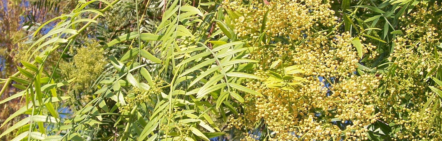 Schinus molle - (Pimentero) - Individuo en antesis. - Ornamental, Poligono Industrial La Granadina, Albatera (Provincia de Alicante, España).