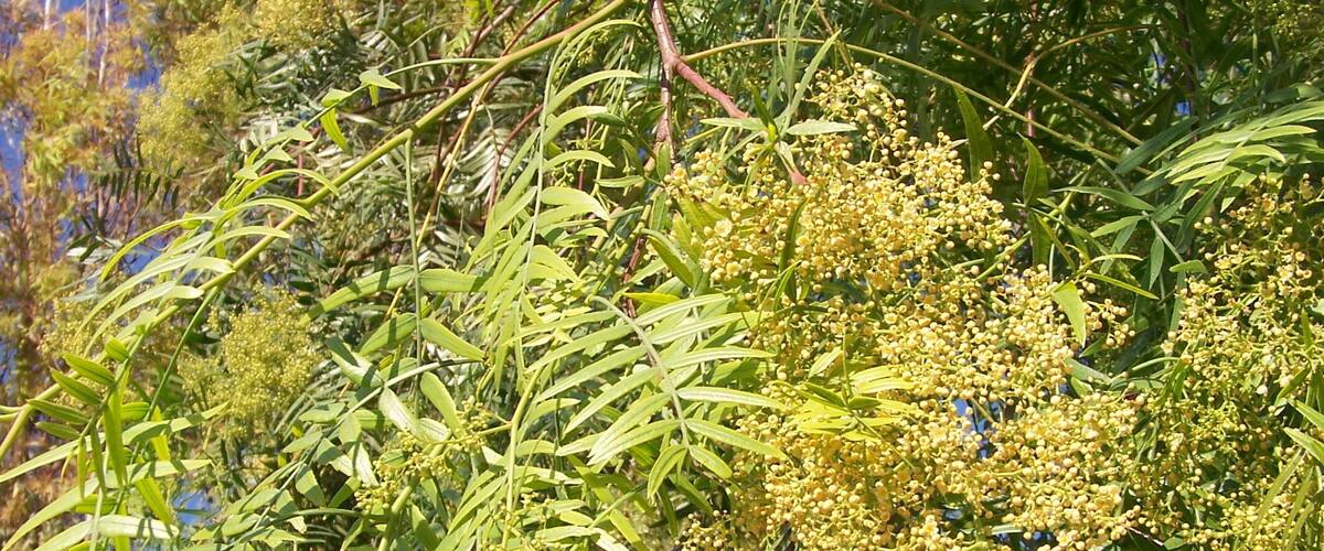 A tree with green leaves and clusters of yellow flowers against a clear blue sky.