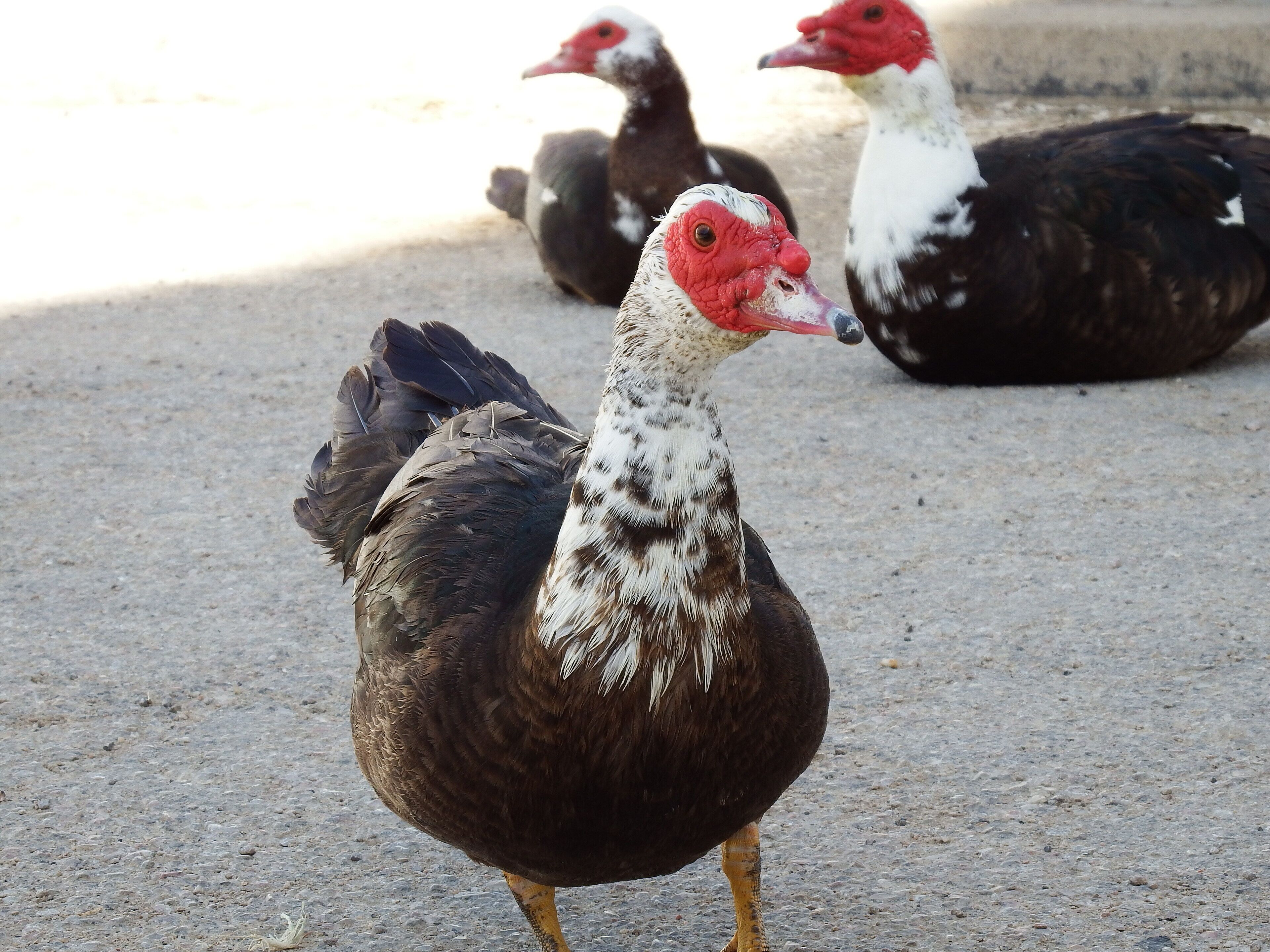Fotos de El Acebrón, tomadas durante Wiki Takes Cuenca 2018