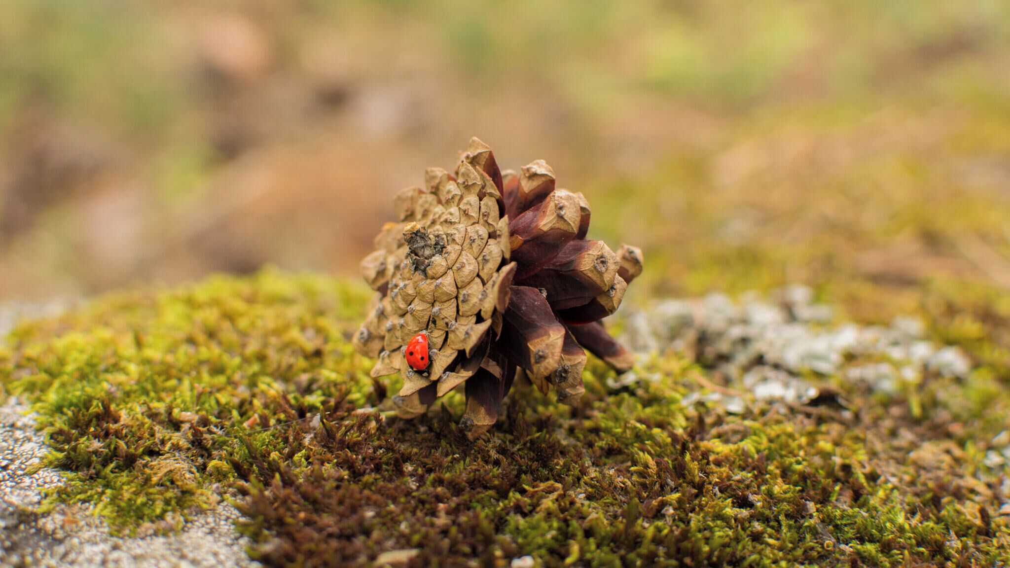 500px provided description: A ladybird caught while taking a nap in a pine cone near Canencia Forest. Photo taken on the left side [#forest ,#nature ,#summer ,#close-up ,#fall ,#leaf ,#season ,#grass ,#wood ,#food ,#flora ,#outdoors ,#no person]