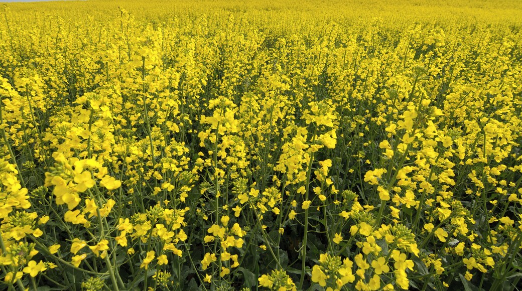 This is a photography of a Site of Community Importance in Spain with the ID: