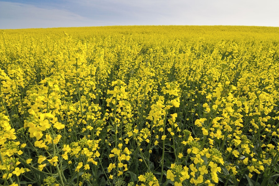 Ein weites Feld voller gelber Blüten unter blauem Himmel.