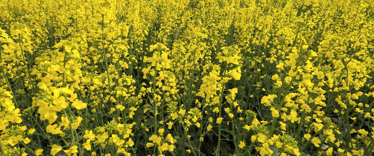 A vast field of yellow flowers under a clear sky.