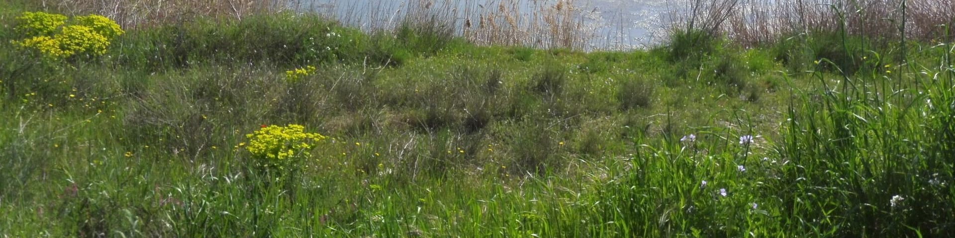 Molí del Falguera (Belianes) This is a photo of a building indexed in the Catalan heritage register as Bé Cultural d'Interès Local (BCIL) under the reference IPA-29716.