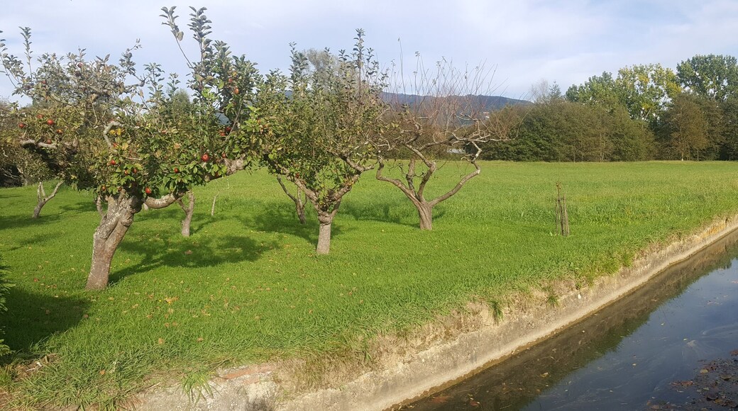 Butroe ibaia Gamizko Errotabarri errotako kanala